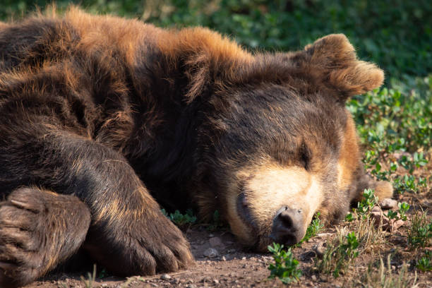 friedlich schlafender braunbär in der wildnis - bärenjunges stock-fotos und bilder