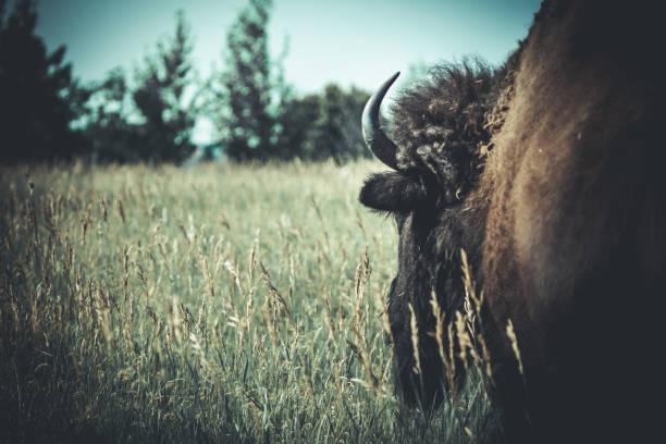A Plains Bison’s head while standing in a green grass field.