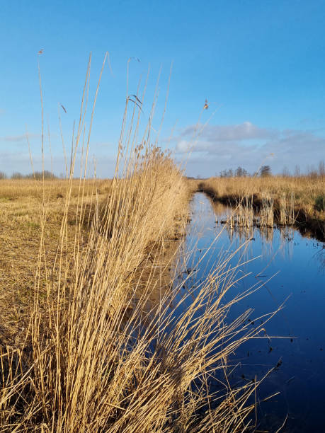 istock Trench with reflection of blue winter sky and reed in fields 1369325116