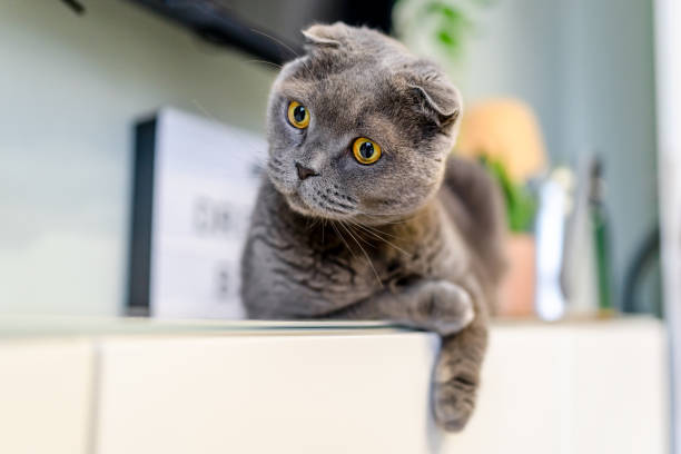 istock Cute grey Scottish fold cat in a modern living room 1369327610