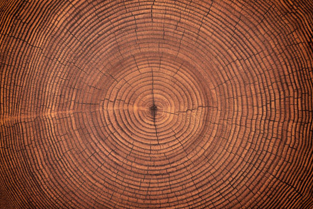 年に一度のリングと亀裂を持つ古い木質のテクスチャ。木製の背景 - wood tree textured wood grain ストックフォトと画像
