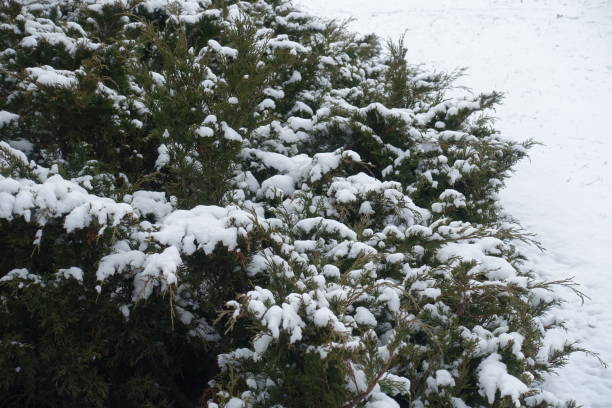 istock Fresh snow on branches of savin juniper in January 1369328439