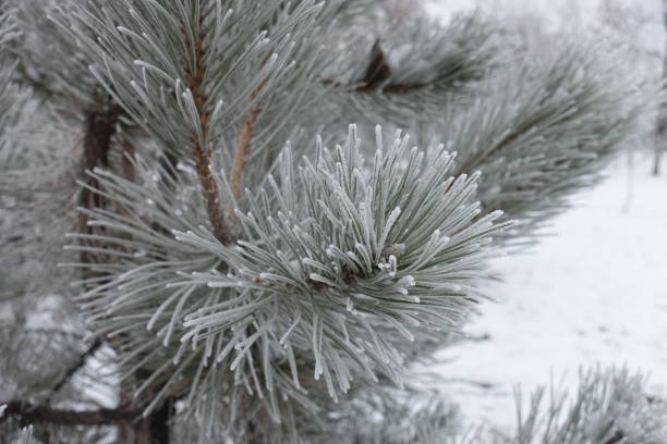Delicate frost crystals adorning a pine branch evoke a serene and picturesque winter moment, showcasing natural beauty and tranquil seasonal charm.