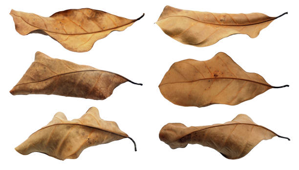 istock Dry leaves isolated on white 1369329589