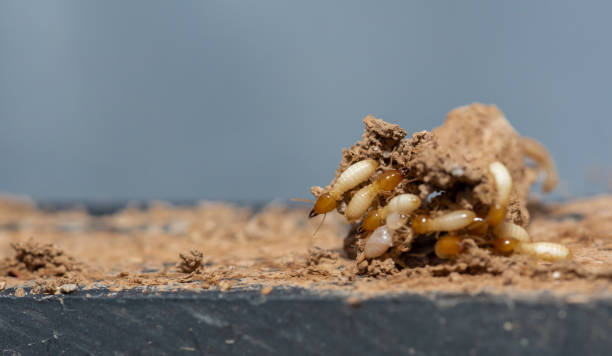 istock Close up of Termites Eating wood, (Termite damage house) 1369330276