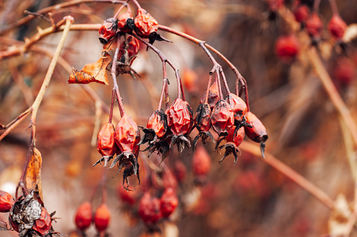 Closeup of rose hip fully covered with aged red berries on blurred background. Healthy plant for making tee and treatment. Observing nature while walking in forest.