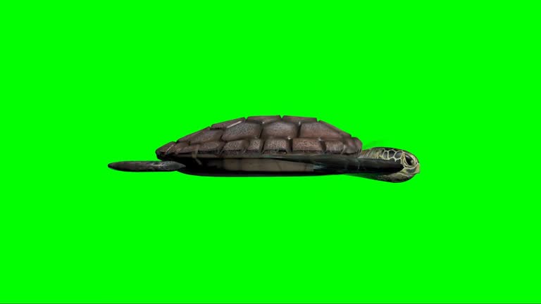 Led Screen Animation Turtle 1,000+ Animated Turtle Stock Videos and Royalty-Free Footage - iStock