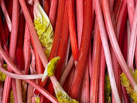 Stock photo showing a heap of spring forced, fresh rhubarb stalks being sold in a fruit and vegetable store.