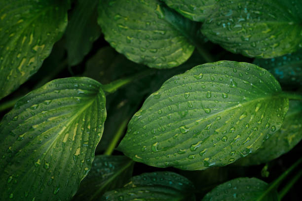 primer plano de hojas de hosta y gotas de agua - leaf vein leaf plant macro fotografías e imágenes de stock