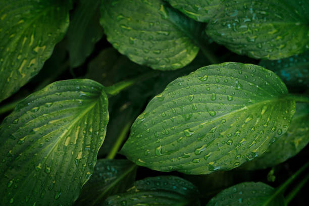 close-up hosta folhas e gotas de água - leaf vein leaf plant macro - fotografias e filmes do acervo