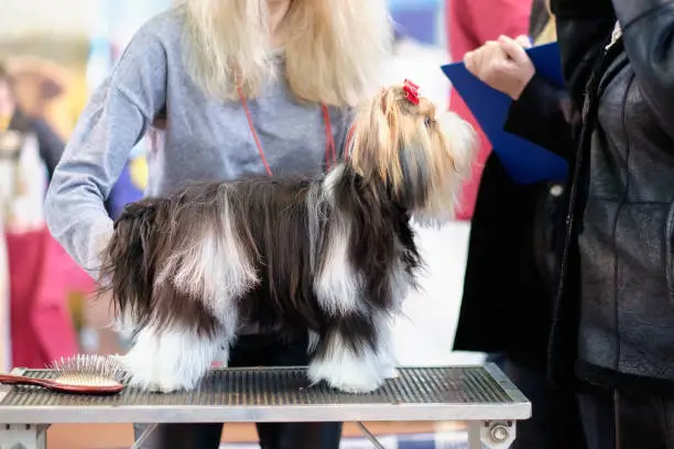 Beaver is a Yorkshire terrier with a long coat on inspection by judges at a dog show.