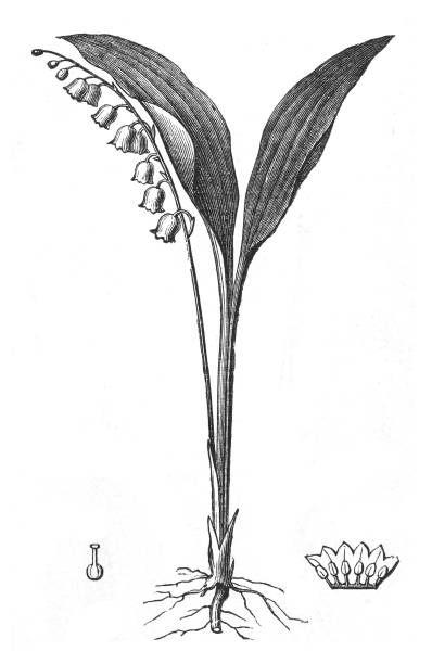 Lily of the valley (Convallaria majalis) - vintage engraved illustration Vintage engraved illustration isolated on white background - Lily of the valley (Convallaria majalis) lily of the valley antique botanical engraving stock illustrations