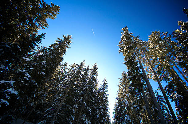 Alpine forest stock photo