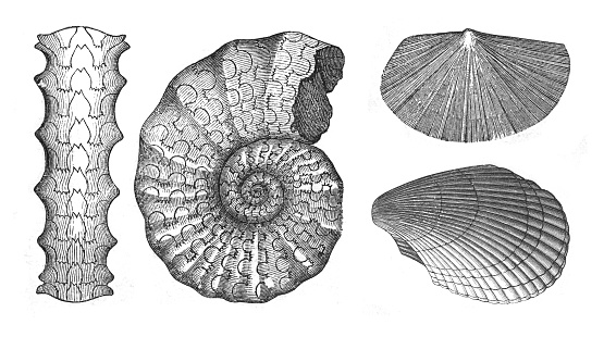 Vintage engraved illustration isolated on white background - Shell fossil collection (Triassic Period - 252-201 million years ago)