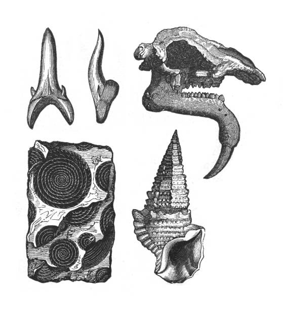 Vintage engraved illustration isolated on white background -Shell and fossil collection (Tertiary period 66 million to 2.6 million years ago)