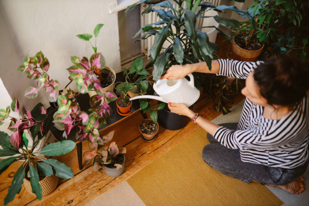 istock Watering the plants at home 1369339126