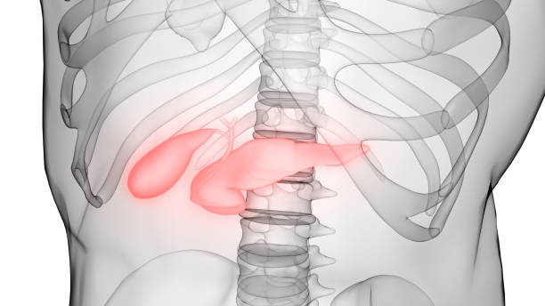 istock Human Internal Organs Pancreas with Gallbladder Anatomy 1369340093