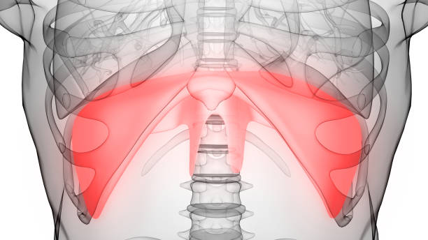 istock Human Respiratory System Diaphragm Anatomy 1369340099