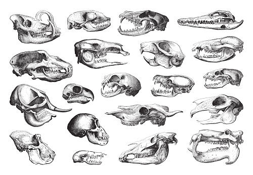 Vintage engraved illustration isolated on white background - Animal skull collection