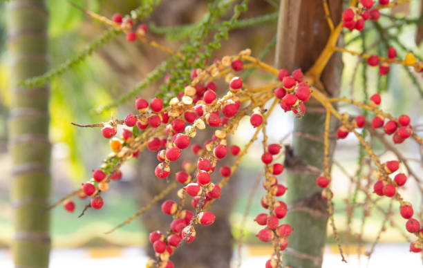 istock Betel palm or betel nut,it red when old 1369340859