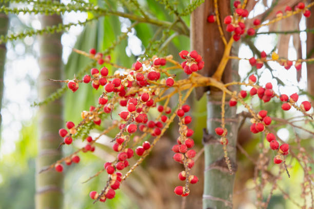 istock Betel palm or betel nut,it red when old 1369340865