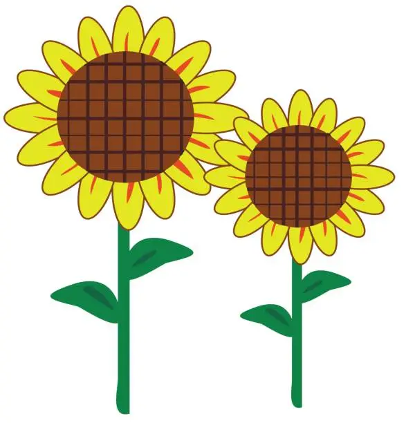 Vector illustration of Blooming sunflowers icon vector illustration