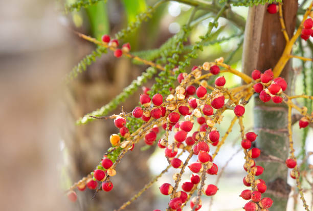 istock Betel palm or betel nut,it red when old 1369340895
