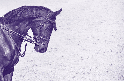 Rider and horse in jumping show, monochrome peri. Beautiful girl on horse, monochrome, equestrian sports. Horse and girl in uniform going to jump. Horizontal web header or banner design.