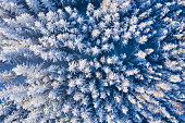 Top view of snowy treetops