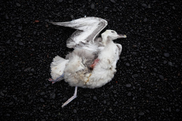 dead seagull on the black sands of iceland