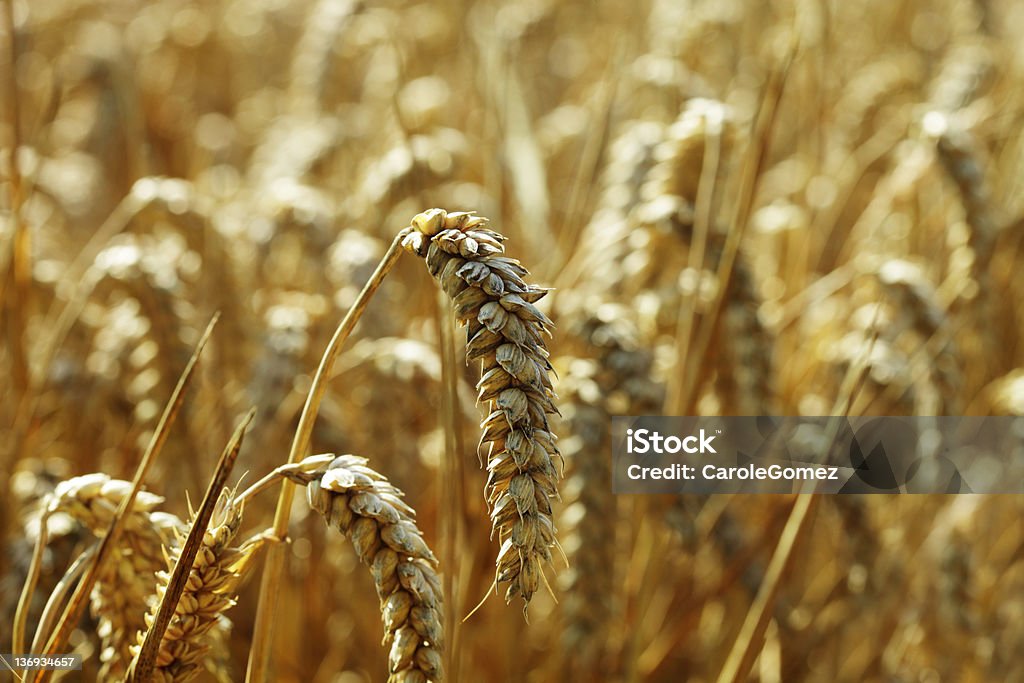Золотой Пшеничное поле - Стоковые фото Август роялти-фри
