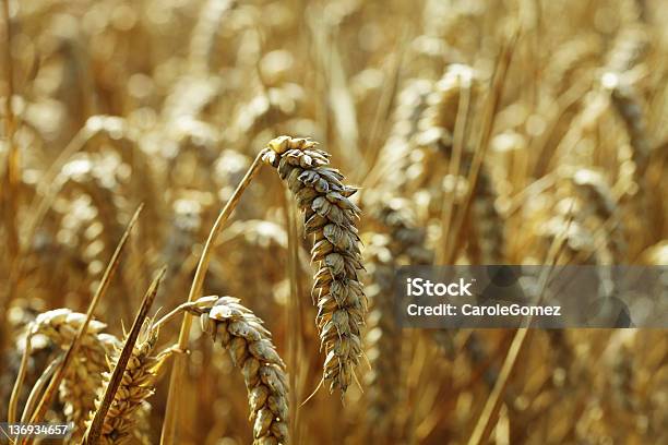 Золотой Пшеничное Поле — стоковые фотографии и другие картинки Август - Август, Англия, Без людей