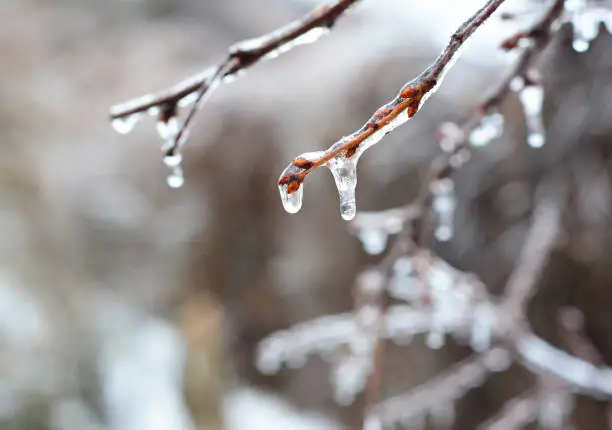 Ice storm weather. A close-up of a frozen fruit tree branch covered with ice after the ice storm.