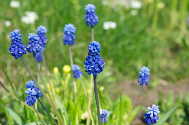 Muscari broadleaf (lat. Muscari latifolium Kirk) blooms on a flower bed in the garden Many Hyacinth Muscari (Muscari botryoides) in spring garden. Blue flowers. Bulbous plant muscari latifolium stock pictures, royalty-free photos & images