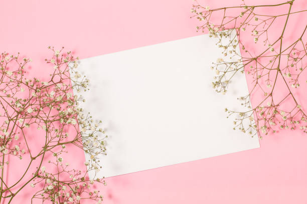 istock Gipsophila bunch and a blank white paper on a pink background 1369347304