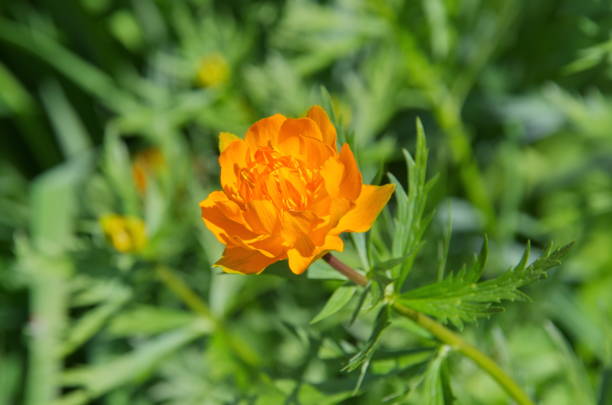 Bright orange trollius flower in spring