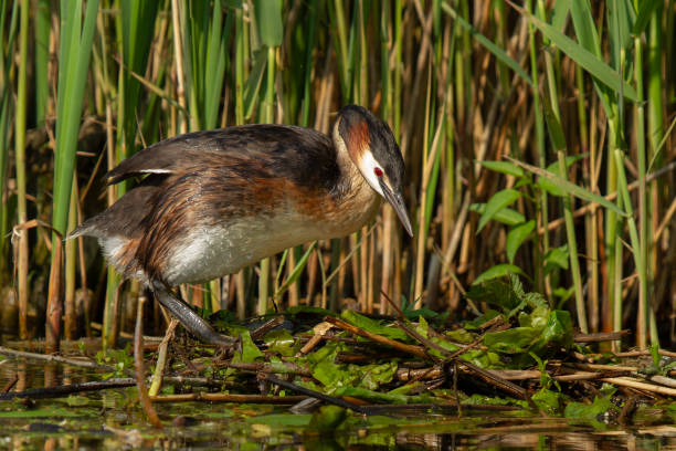 A great crested grebe on the nest A grebe sitting on a nest in the water incubating its eggs great crested grebe stock pictures, royalty-free photos & images
