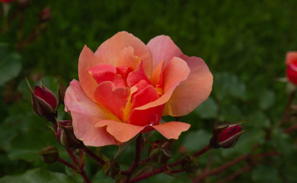 istock Single rose isolated with leaves on green background. 1369347604