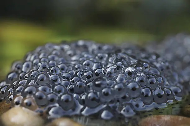 Mounds of frogspawn signalling the arrival of spring.