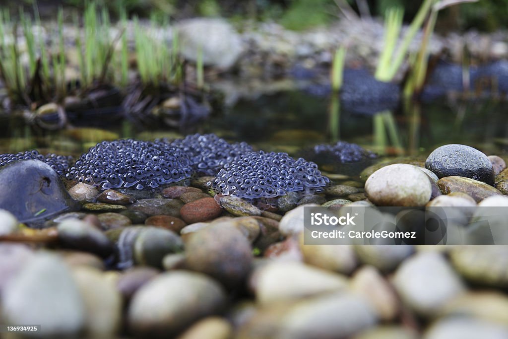 Frai de grenouille dans le bassin du jardin - Photo de Eau libre de droits