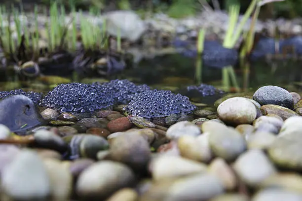 Mounds of frogspawn in a garden pond with pebbles.