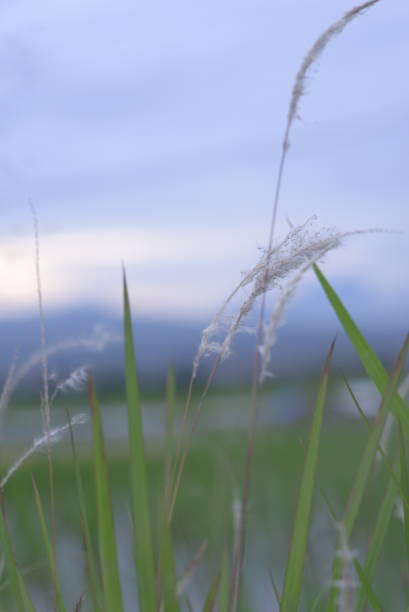 istock weeds exposed to the sun for the background 1369349418