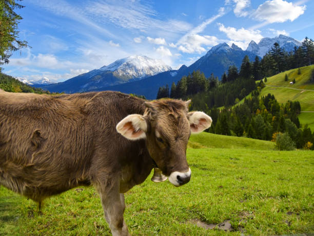 istock Cattle grazing in the Alps in Bavaria and Austria 1369349867