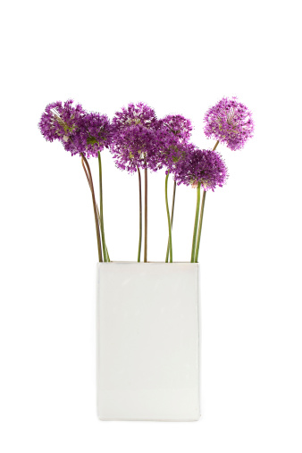 Purple allium flowers in a white glazed vase, isolated on white