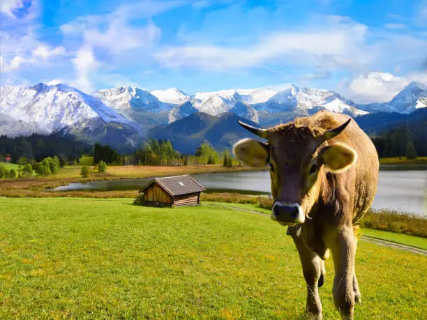 Cattle grazing in the Alps in Bavaria and Austria