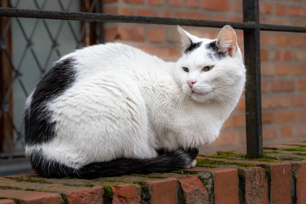 a black and white cat sits on a red brick arch. red brick wall in the background - kitten cats animals and pets formal garden imagens e fotografias de stock