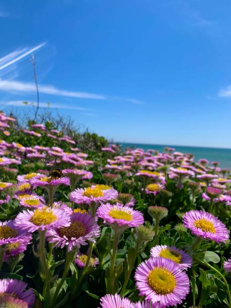 istock Sea Breeze aka Erigeron Glaucus 1369351701