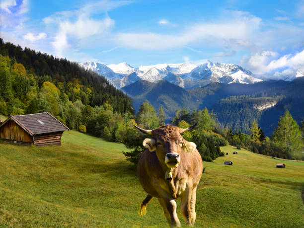 Cattle grazing in the Alps in Bavaria and Austria