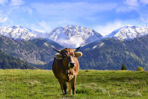 cattle grazing in the alps in bavaria and austria - milk european alps agriculture mountain imagens e fotografias de stock