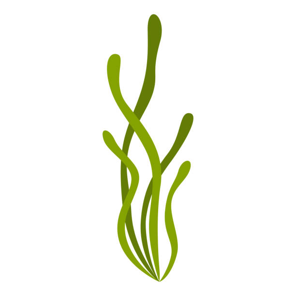 stilisierte illustration von algen. meeresflora und natura. - seaweed stock-grafiken, -clipart, -cartoons und -symbole